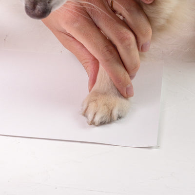 Inkless Wipe to create a Mess free paw print | Heirloom Seals